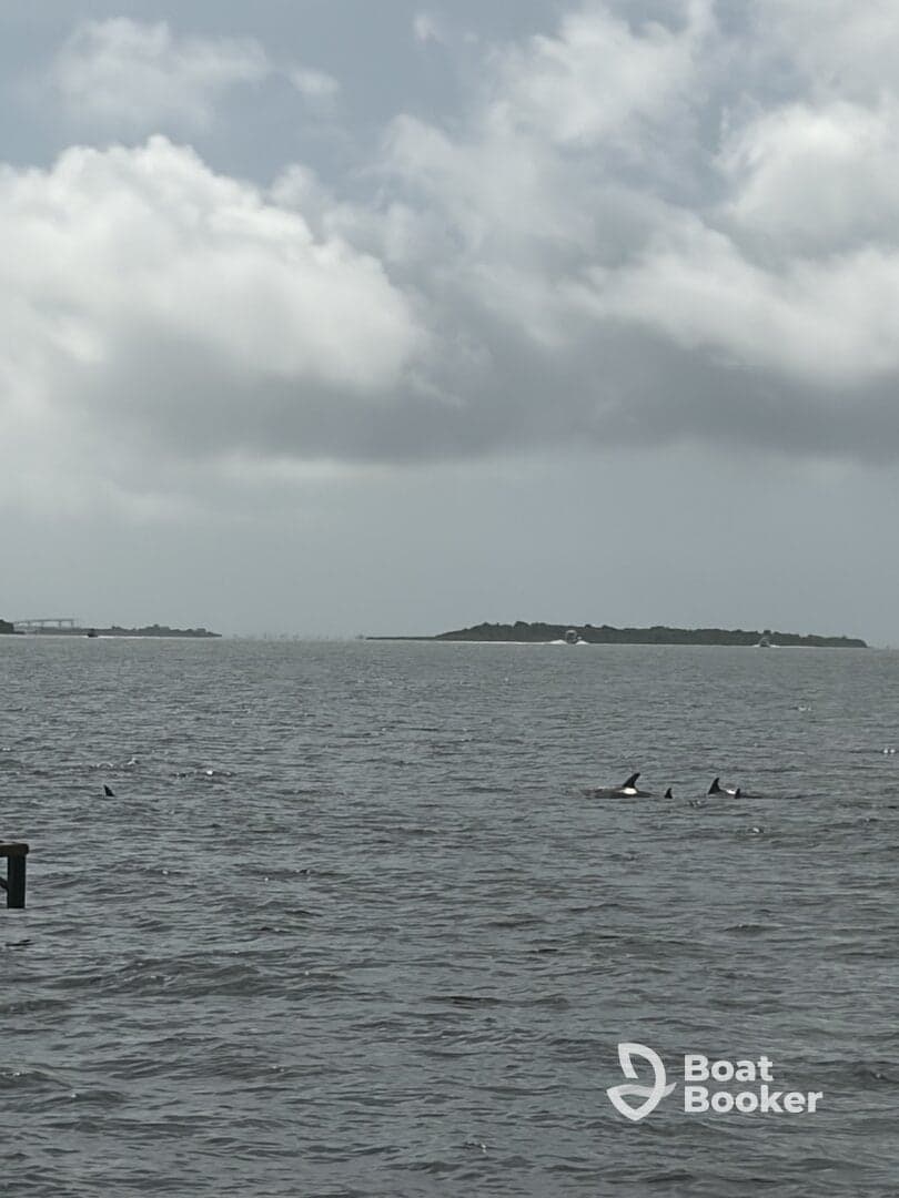 A pod of dolphins swims gracefully in the water, showcasing the beauty of marine wildlife in their natural habitat.
