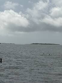 A pod of dolphins swims gracefully in the water, showcasing the beauty of marine wildlife in their natural habitat.