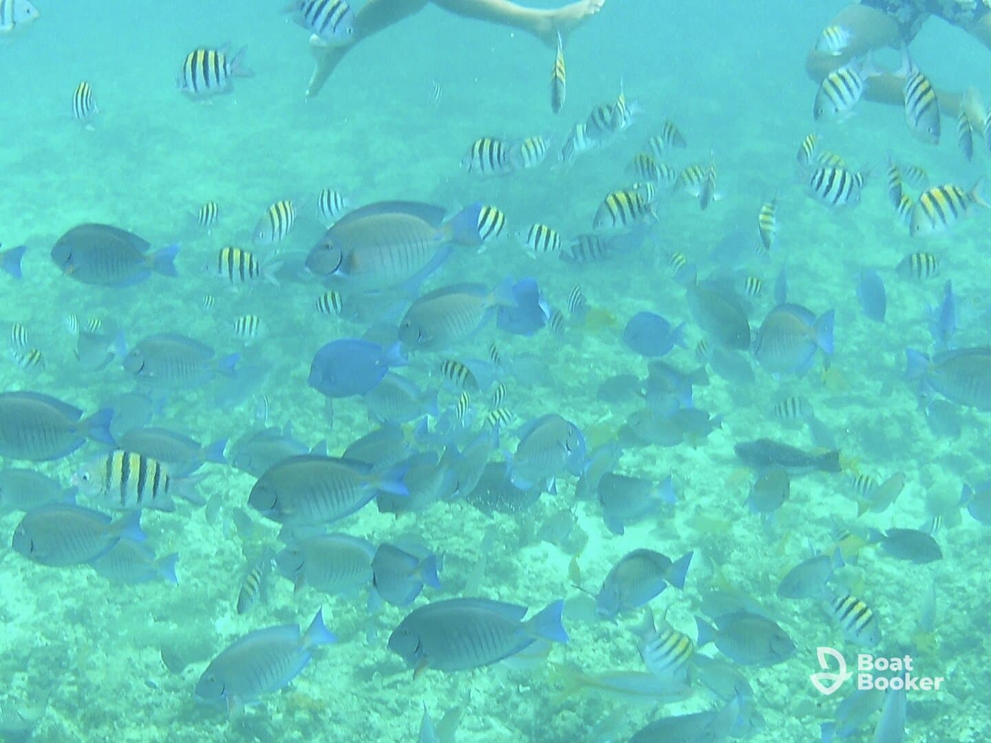 A vibrant underwater scene featuring a school of fish swimming around snorkelers, showcasing the rich marine life perfect for snorkeling adventures.