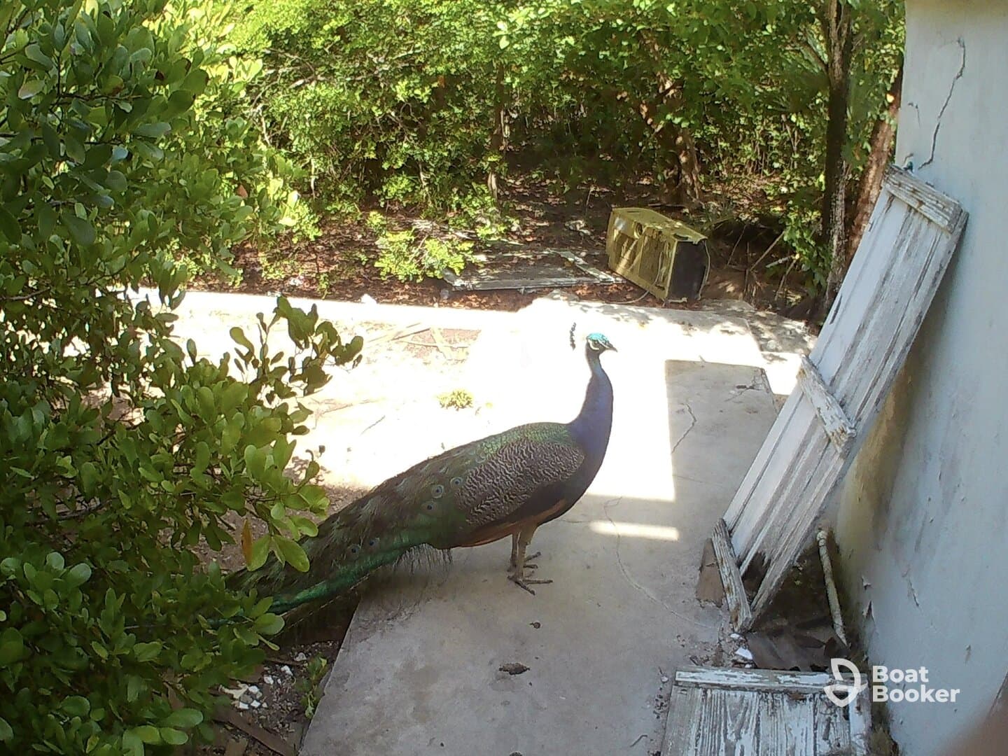A peacock stands gracefully in a natural setting, showcasing its vibrant plumage amidst lush greenery — a beautiful example of wildlife in its habitat.