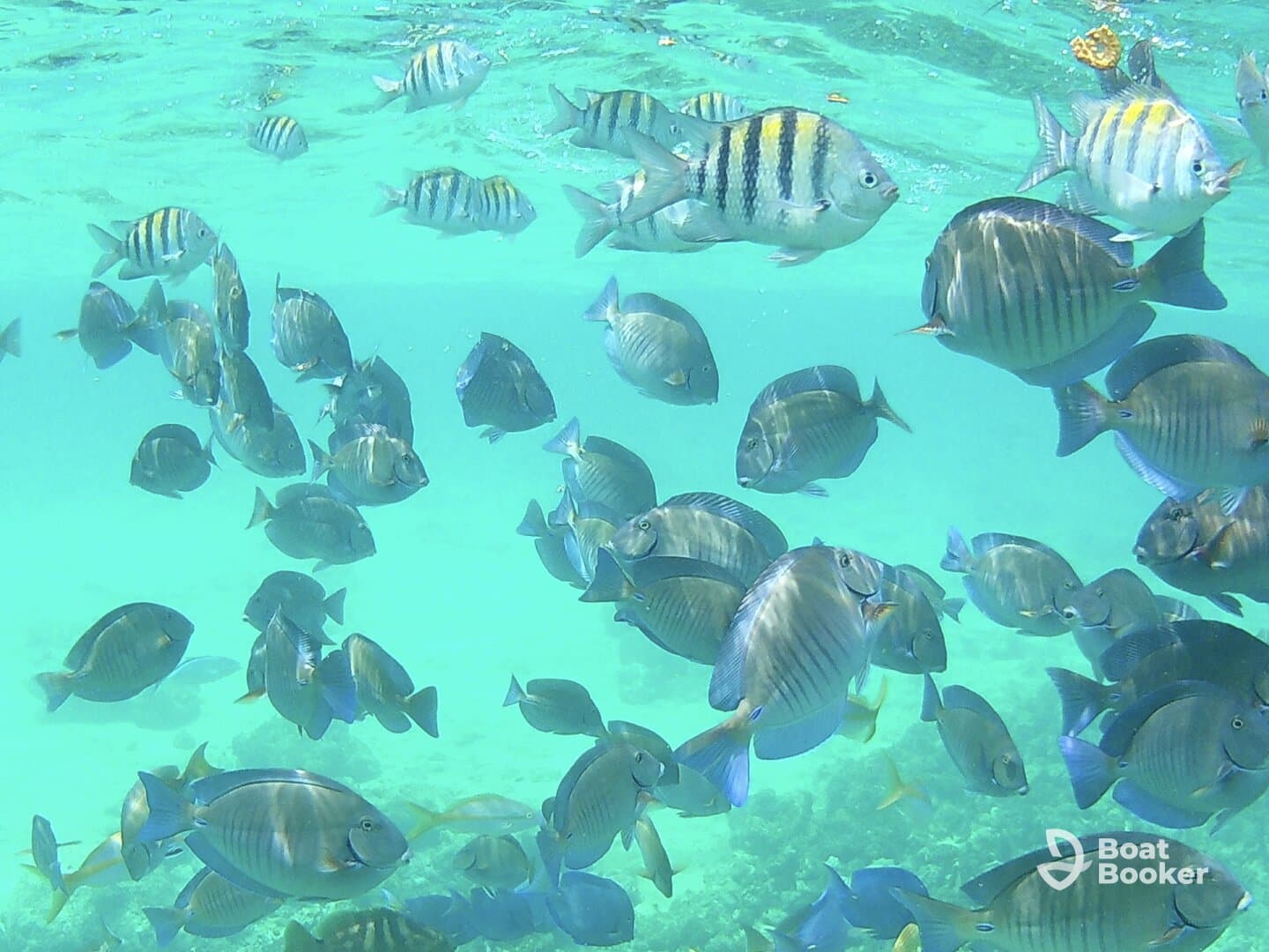 A vibrant underwater scene showcasing a school of colorful fish swimming in clear turquoise waters — a perfect glimpse into marine life.
