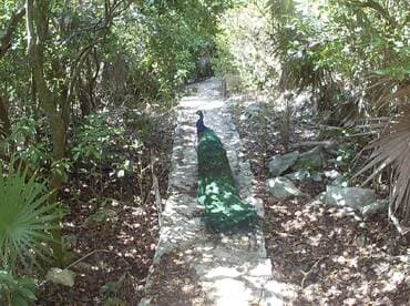 A vibrant peacock strolls along a stone path surrounded by lush greenery, showcasing the beauty of wildlife in a natural setting.