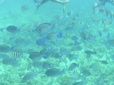 A vibrant underwater scene featuring a school of fish swimming around snorkelers, showcasing the rich marine life perfect for snorkeling adventures.