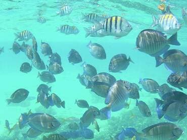 A vibrant underwater scene showcasing a school of colorful fish swimming in clear turquoise waters — a perfect glimpse into marine life.
