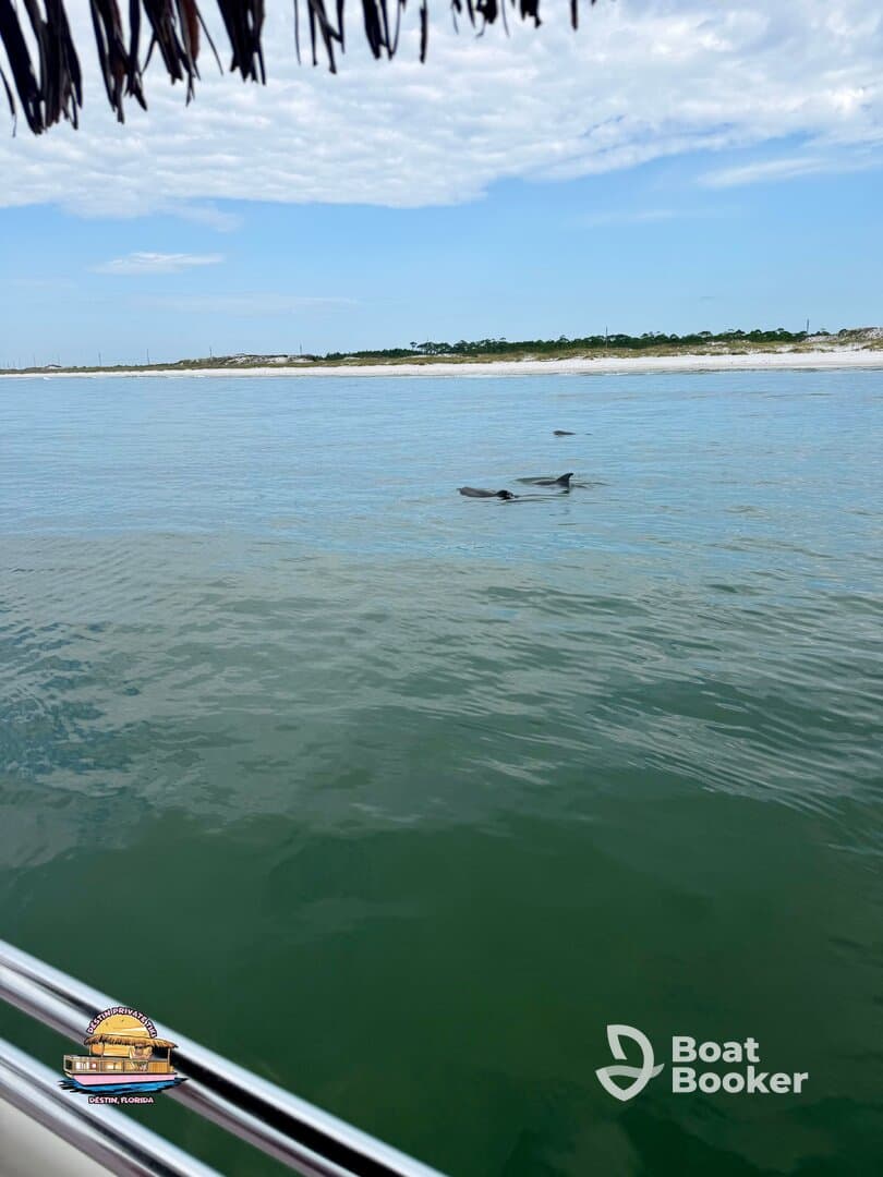 Dolphins swim gracefully in calm waters, showcasing the beauty of marine wildlife in Destin, Florida — a perfect sight for nature lovers and boaters alike.