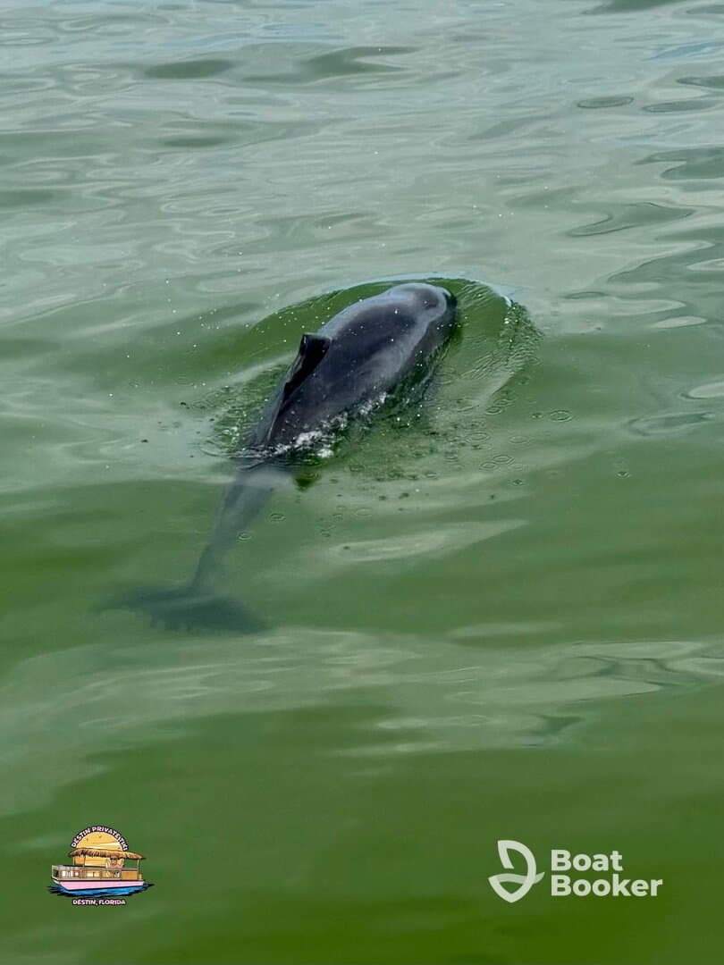 A dolphin gracefully swims through the green waters, showcasing the beauty of marine wildlife in its natural habitat.