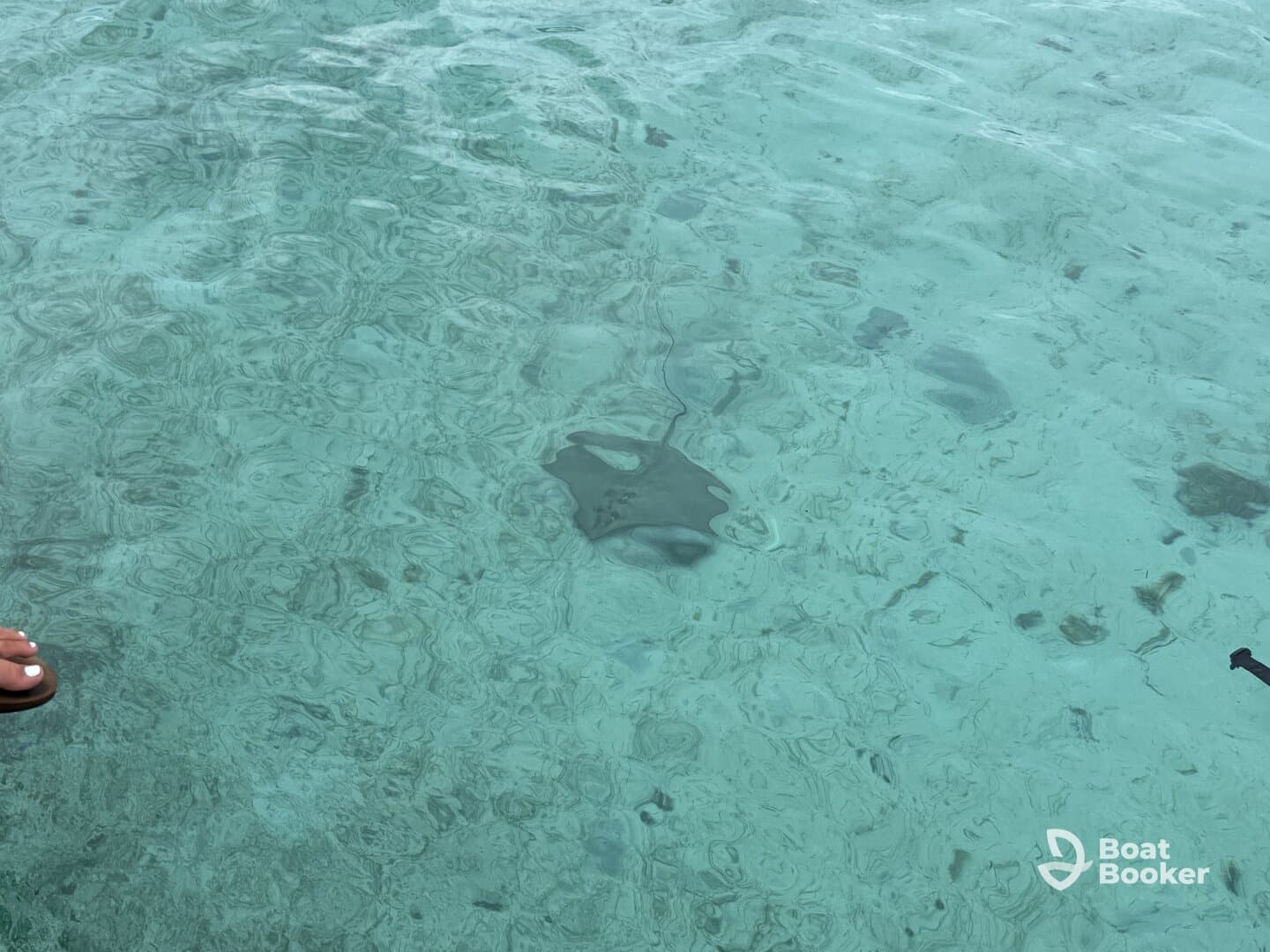 A close-up view of a stingray swimming in crystal-clear waters, showcasing the beauty of marine wildlife in its natural habitat.