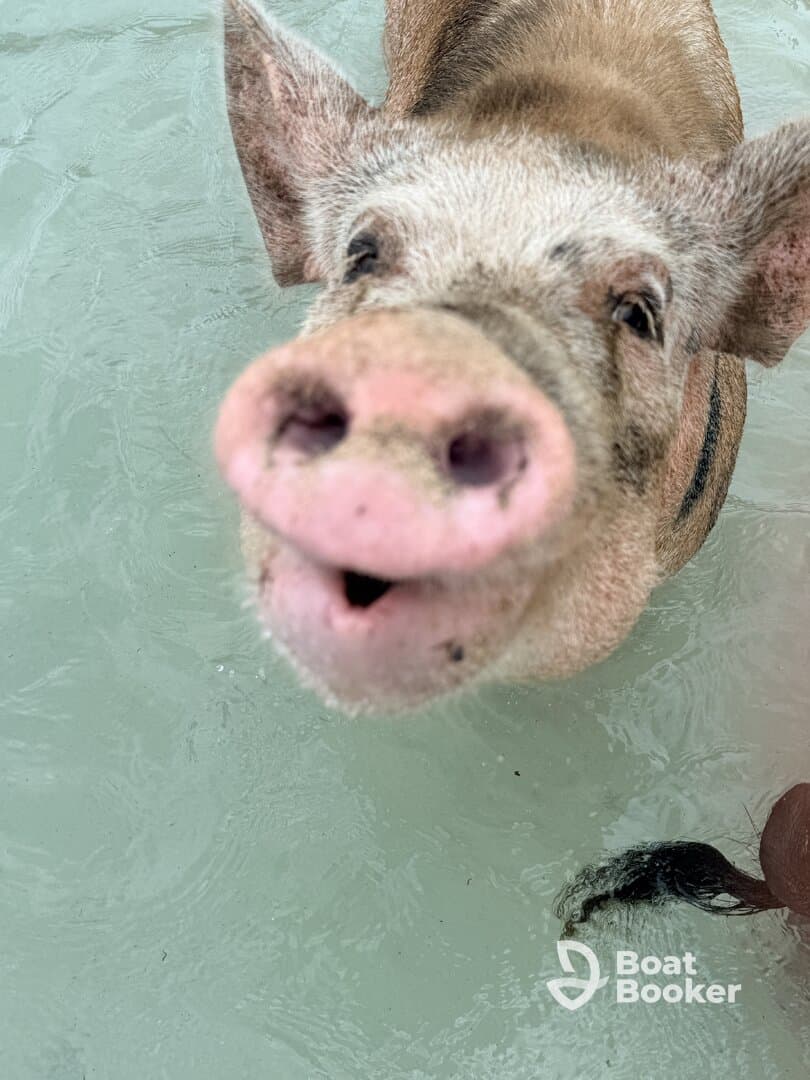 A close-up of a friendly pig swimming in shallow waters, showcasing the unique wildlife experiences available in the Bahamas.