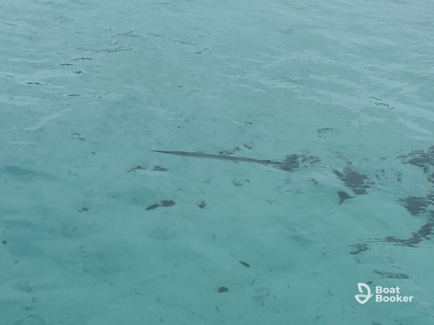 A close-up view of a shark swimming in crystal-clear waters, showcasing the beauty of marine wildlife in its natural habitat.