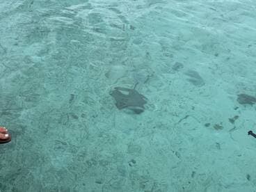 A close-up view of a stingray swimming in crystal-clear waters, showcasing the beauty of marine wildlife in its natural habitat.