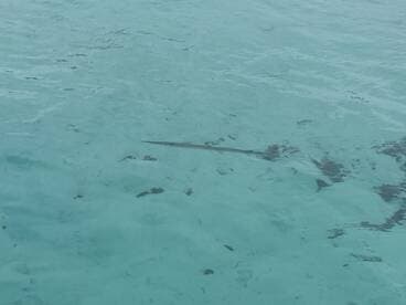 A close-up view of a shark swimming in crystal-clear waters, showcasing the beauty of marine wildlife in its natural habitat.