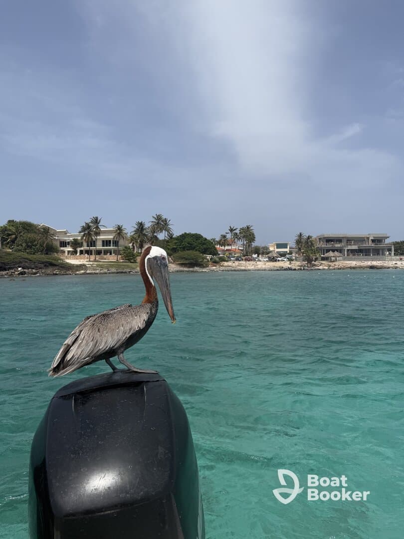 A pelican perches on the motor of a boat, showcasing the beauty of wildlife in a coastal setting — a perfect moment for nature lovers.