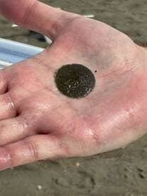 A close-up of a hand holding a small marine creature, showcasing the intricate details of wildlife interaction at the beach.