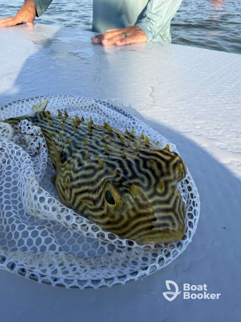 A close-up of a unique fish caught during a fishing trip, showcasing its striking patterns and colors — perfect for fishing enthusiasts and wildlife lovers.