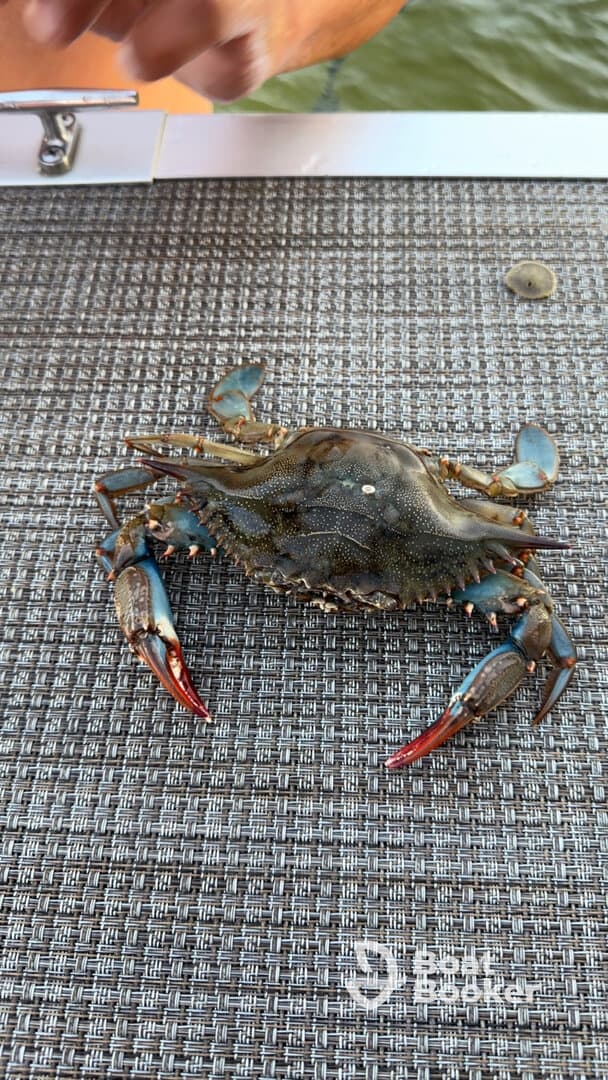 A close-up of a crab on a boat surface, showcasing the intricate details of its shell and claws — a perfect catch during a day on the water.