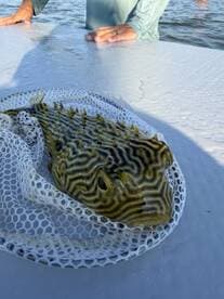 A close-up of a unique fish caught during a fishing trip, showcasing its striking patterns and colors — perfect for fishing enthusiasts and wildlife lovers.
