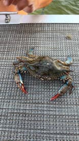 A close-up of a crab on a boat surface, showcasing the intricate details of its shell and claws — a perfect catch during a day on the water.