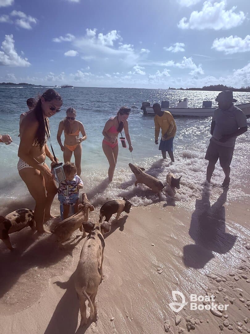 A lively scene of guests interacting with swimming pigs on the beach, creating a memorable wildlife experience in the Bahamas.