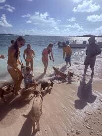 A lively scene of guests interacting with swimming pigs on the beach, creating a memorable wildlife experience in the Bahamas.