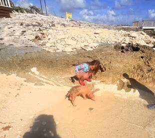 A child interacts with a friendly pig on the beach, showcasing a delightful wildlife encounter in the Bahamas.