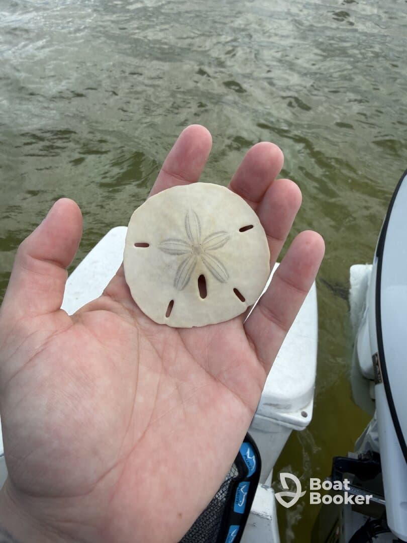Manatees, Sanddollars, Seashells and Good Vibes!
