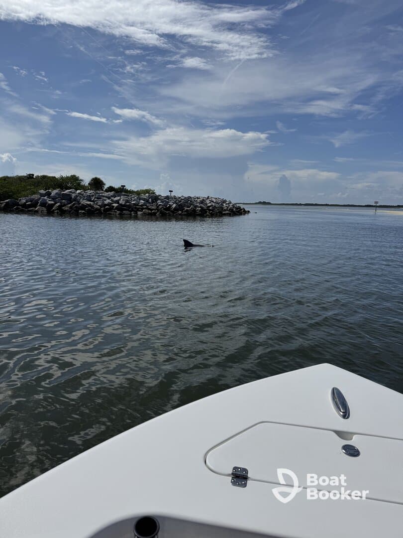 A shark fin breaks the surface of the water near a rocky shoreline, showcasing the natural wildlife in the area — a thrilling sight for boaters and nature enthusiasts.
