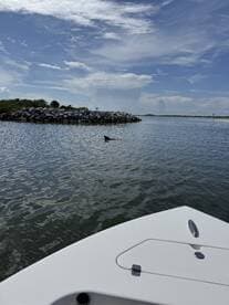 A shark fin breaks the surface of the water near a rocky shoreline, showcasing the natural wildlife in the area — a thrilling sight for boaters and nature enthusiasts.