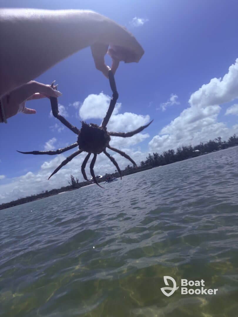 A close-up shot of a person holding a crab against a vibrant blue sky, showcasing a unique wildlife encounter during a boating adventure.
