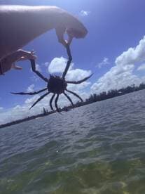 A close-up shot of a person holding a crab against a vibrant blue sky, showcasing a unique wildlife encounter during a boating adventure.