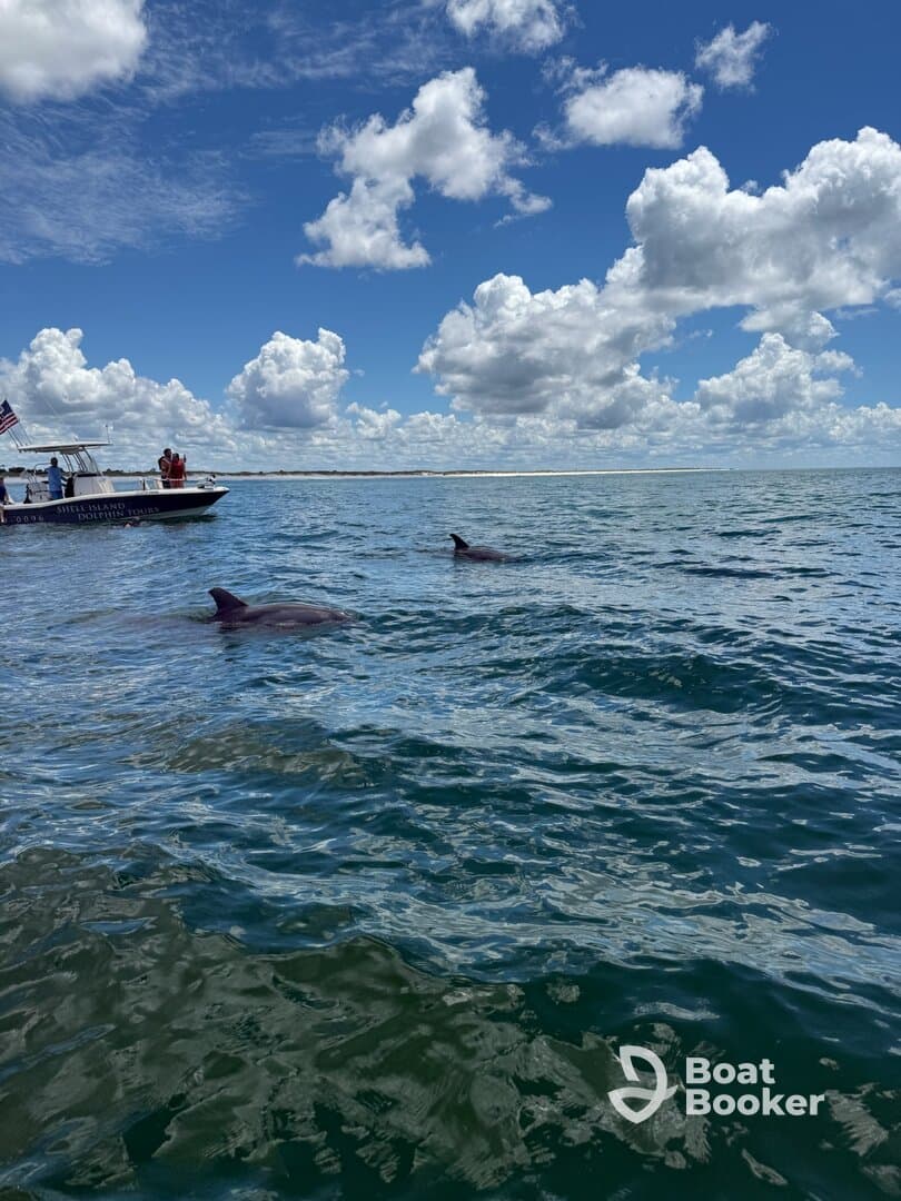 Dolphins swim near a tour boat in clear waters, showcasing a delightful wildlife encounter during a dolphin-watching tour.