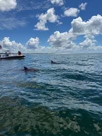 Dolphins swim near a tour boat in clear waters, showcasing a delightful wildlife encounter during a dolphin-watching tour.