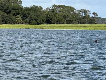 A dolphin surfaces in calm waters, showcasing the beauty of wildlife encounters in natural habitats.