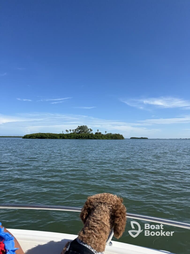A dog gazes out from the boat towards a picturesque island, capturing a serene moment on the water — perfect for nature lovers and pet-friendly boating adventures.