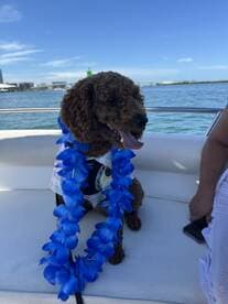 A cheerful dog adorned with a blue lei enjoys a day on the boat, showcasing the fun of bringing pets along for aquatic adventures.