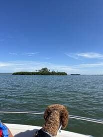 A dog gazes out from the boat towards a picturesque island, capturing a serene moment on the water — perfect for nature lovers and pet-friendly boating adventures.