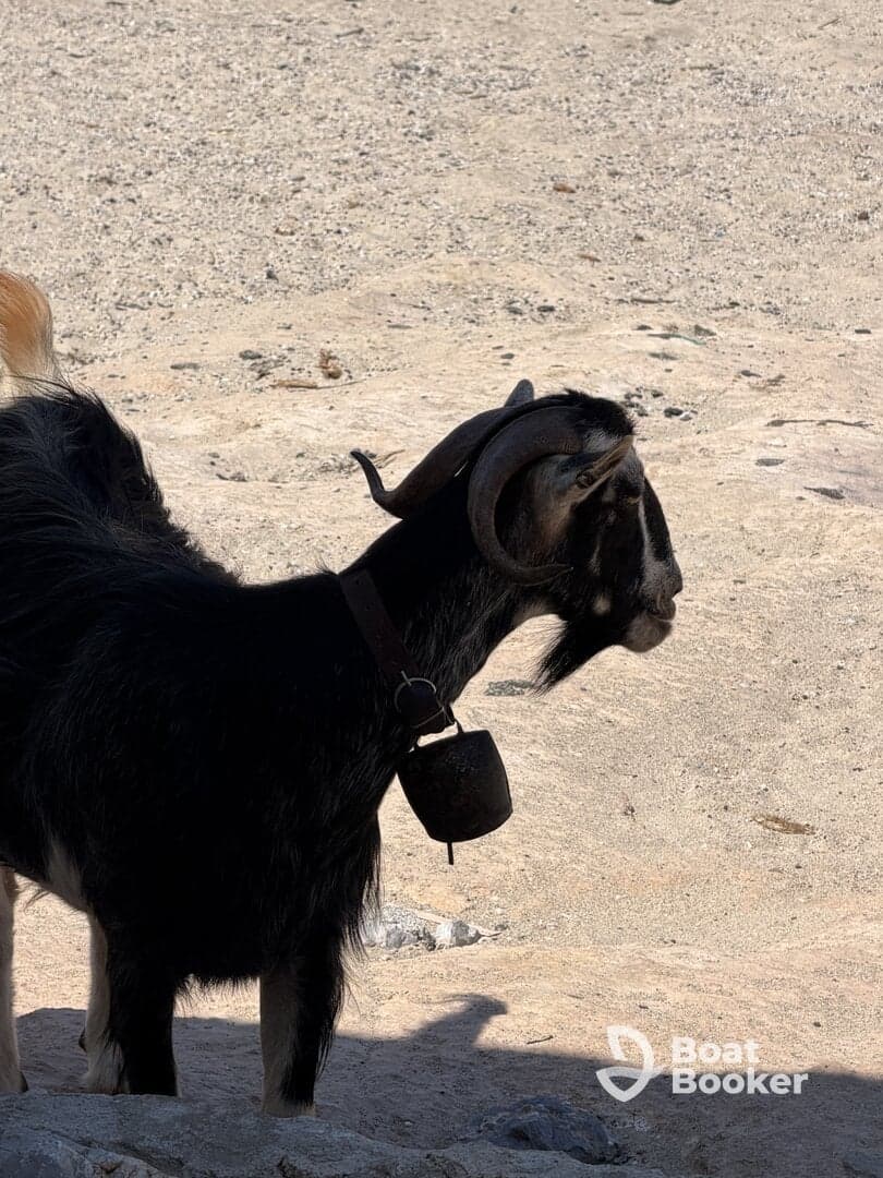 A close-up of a goat standing on sandy terrain, showcasing its distinctive horns and bell — a charming sight in a natural setting.