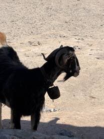 A close-up of a goat standing on sandy terrain, showcasing its distinctive horns and bell — a charming sight in a natural setting.