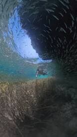 A snorkeler explores vibrant underwater scenery, surrounded by schools of fish in crystal-clear waters — a perfect highlight of aquatic adventures.