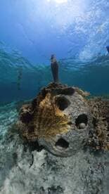 An underwater scene featuring coral formations with a snorkeler in the background, showcasing the vibrant marine life and stunning underwater landscapes.