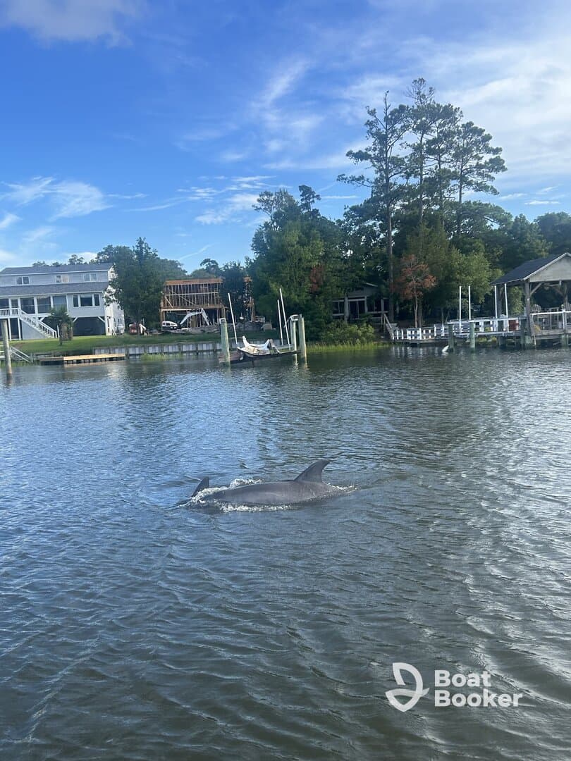 Two dolphins swim gracefully in a serene waterway, showcasing the beauty of wildlife encounters in coastal areas.