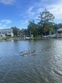 Two dolphins swim gracefully in a serene waterway, showcasing the beauty of wildlife encounters in coastal areas.