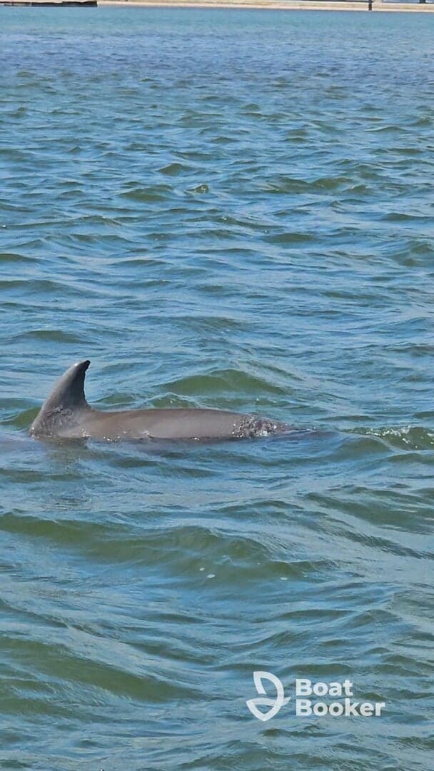 A dolphin gracefully swims through the clear waters, showcasing the beauty of marine wildlife in its natural habitat.