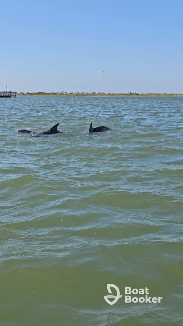 Two dolphins swim gracefully in the water, showcasing the beauty of marine wildlife in their natural habitat.