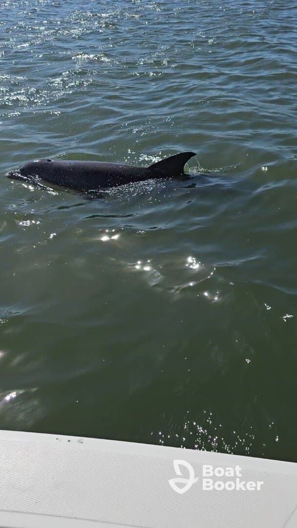 A dolphin gracefully swims through the shimmering waters, showcasing the beauty of marine wildlife in its natural habitat.