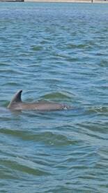 A dolphin gracefully swims through the clear waters, showcasing the beauty of marine wildlife in its natural habitat.