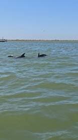Two dolphins swim gracefully in the water, showcasing the beauty of marine wildlife in their natural habitat.