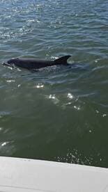 A dolphin gracefully swims through the shimmering waters, showcasing the beauty of marine wildlife in its natural habitat.