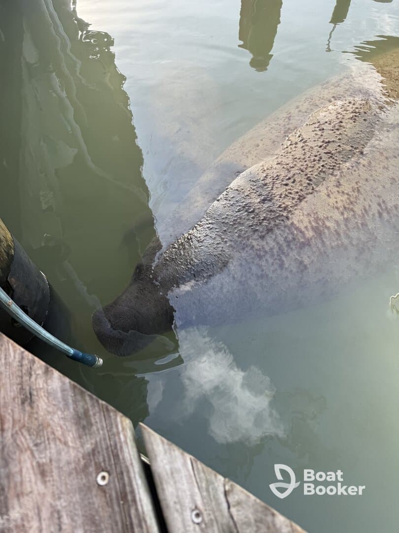 A serene close-up of a manatee swimming near a dock, showcasing the gentle nature of these aquatic mammals in their natural habitat.