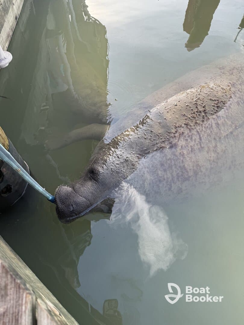 A close-up view of a manatee interacting with a feeding device, showcasing the gentle nature of these marine mammals in their natural habitat.