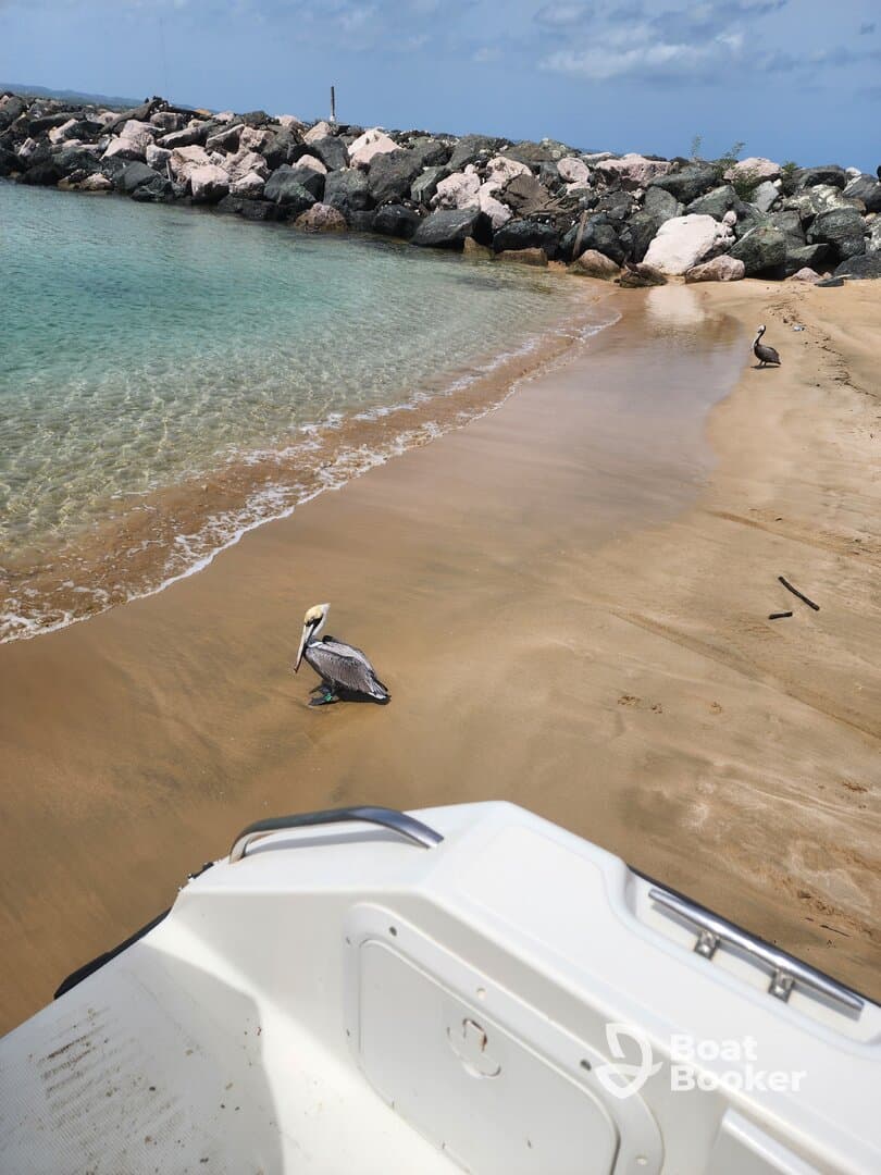 A pelican stands on the sandy beach near calm waters, showcasing the serene beauty of coastal wildlife.